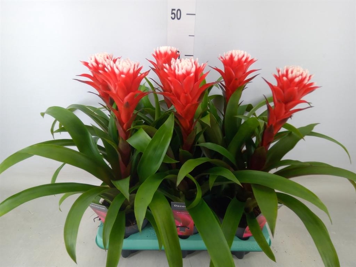 <h4>Guzmania  'Hope'</h4>