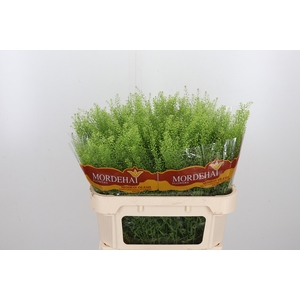 Lepidium Green Bell