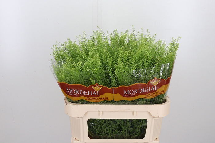 <h4>Lepidium Green Bell</h4>