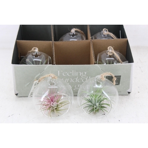arr3 CP - Mini glas bol x6