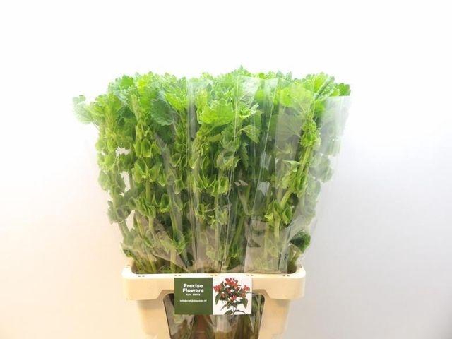 <h4>Moluccella Laevis</h4>