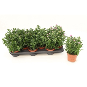 Aster Starletta Mixtray
