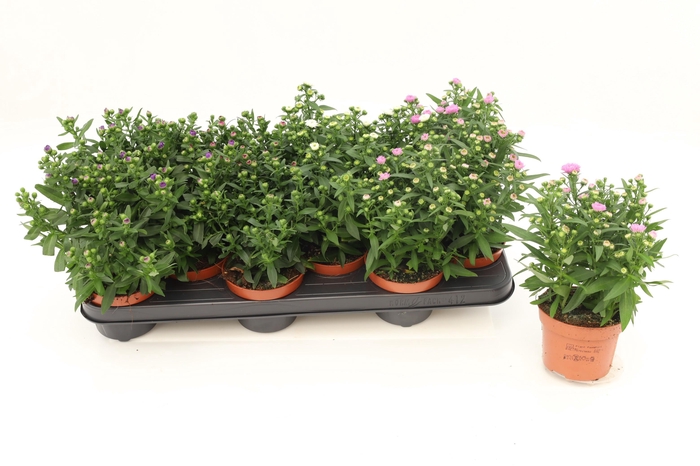 <h4>Aster Starletta Mixtray</h4>