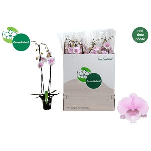 PHAL OV ROZE