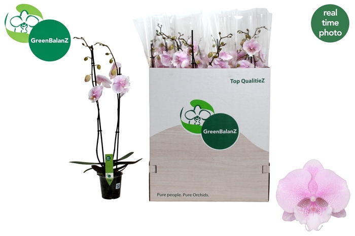 <h4>PHAL OV ROZE</h4>