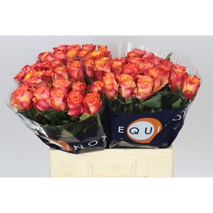 Rosa Gr Wildfox