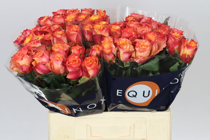 <h4>Rosa Gr Wildfox</h4>