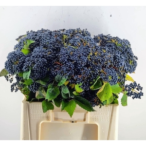 VIBURNUM  'DARK BLUE HERMANIA'