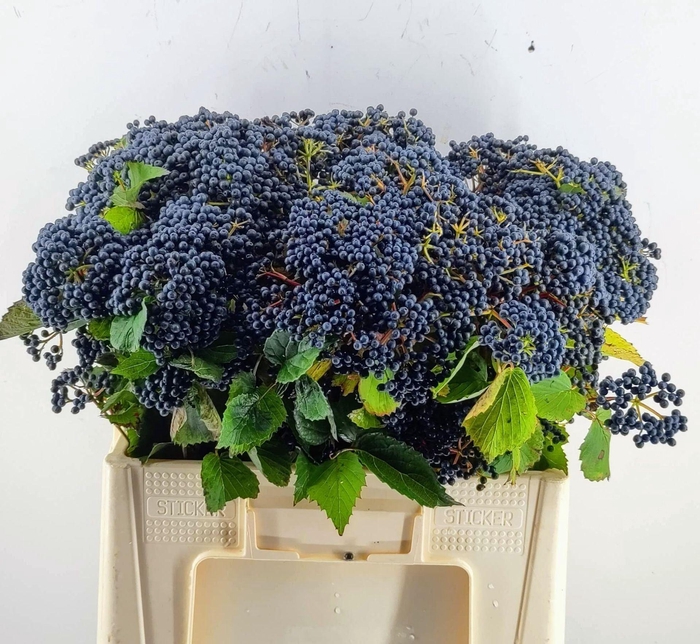 <h4>VIBURNUM  'DARK BLUE HERMANIA'</h4>