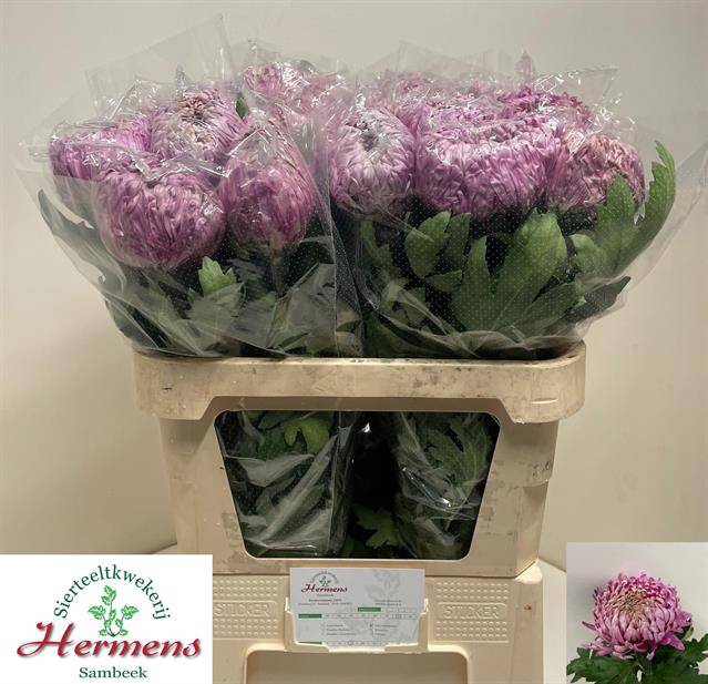 <h4>CHR E BISLET</h4>