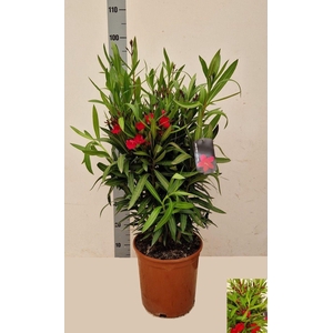 NERI OLEANDER