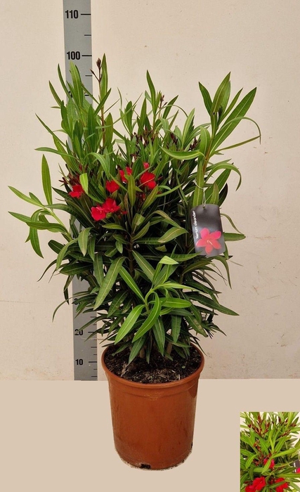 <h4>NERI OLEANDER</h4>