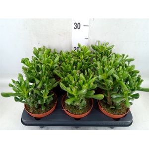 Crassula ovata 'Trompet'