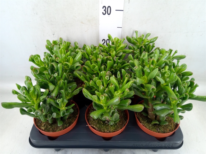 <h4>Crassula ovata 'Trompet'</h4>