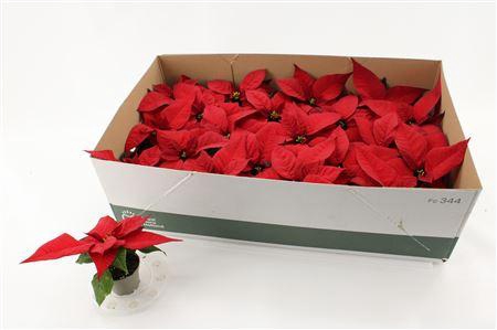 <h4>Euphor P Chr F Red</h4>