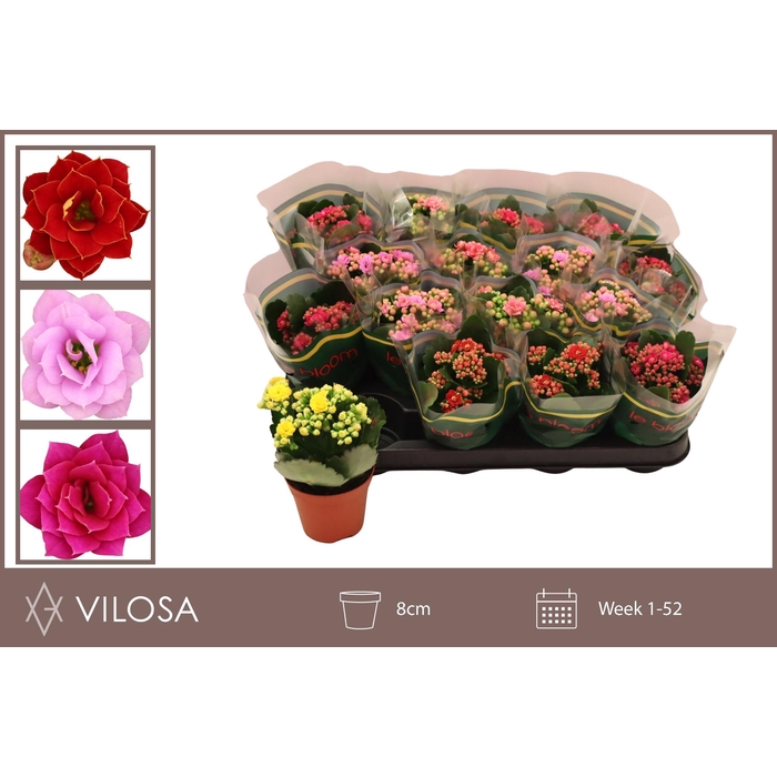 <h4>KAL GE GEM 5 KL</h4>