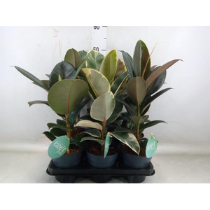 Ficus elastica   ...