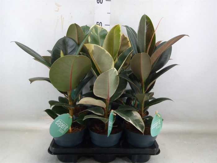 <h4>Ficus elastica   ...</h4>