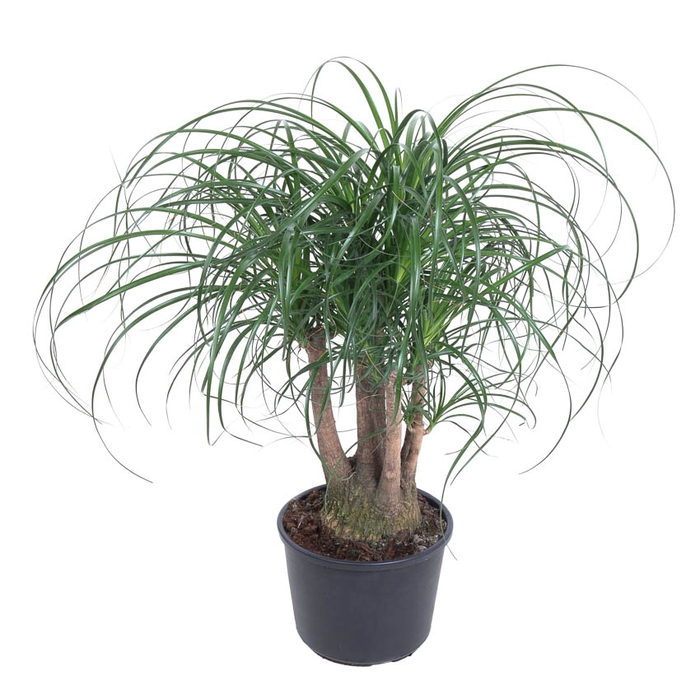 <h4>Beaucarnea Recurvata Vertakt</h4>