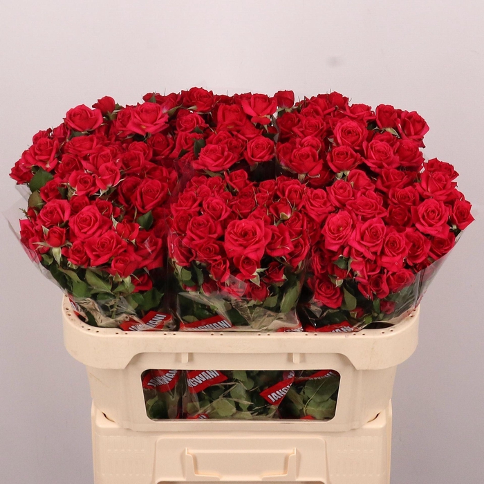 <h4>ROSA TR 'QUINCY'</h4>