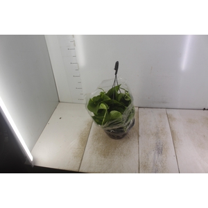 JIBOIA VERDE C21 PENDENTE