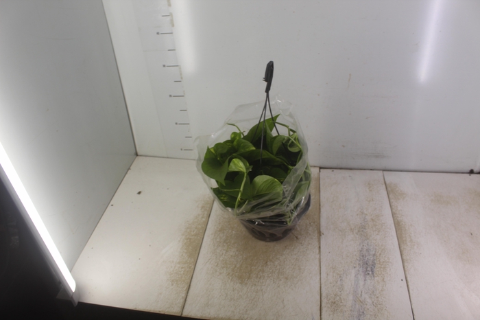 <h4>JIBOIA VERDE C21 PENDENTE</h4>