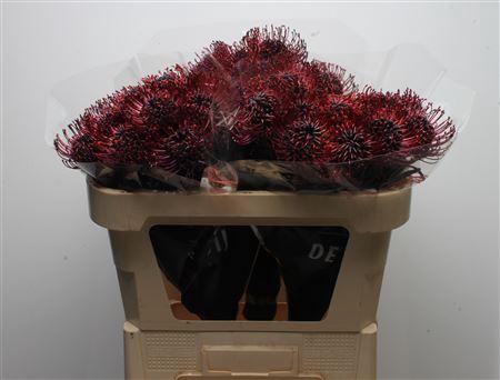 <h4>Leuco Klbh Aubergine</h4>