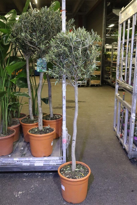 <h4>Olea Europaea</h4>