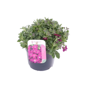 Aubrieta Axcent Lilac