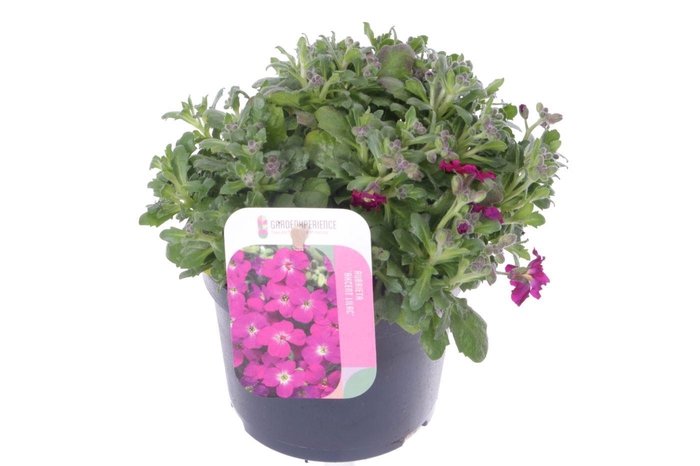 <h4>Aubrieta Axcent Lilac</h4>