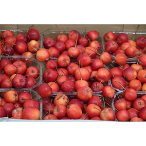 Malus Red Sentin Bak