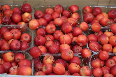 <h4>Malus Red Sentin Bak</h4>