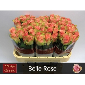 R GR BELLE ROSE