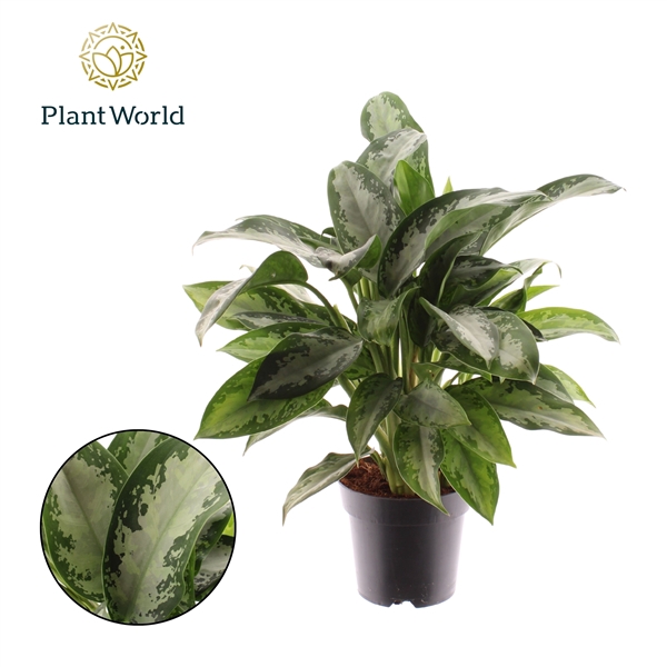 <h4>Aglaonema Jubilee Petit</h4>