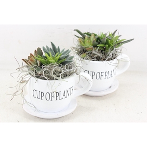 arr2 JS - Succu. Cup of plants x6