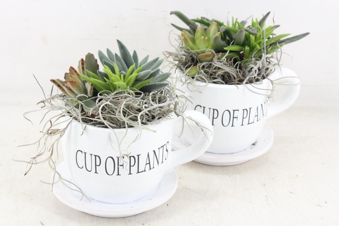 <h4>arr2 JS - Succu. Cup of plants x6</h4>
