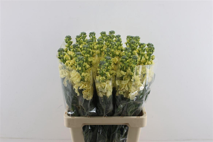 <h4>Matth Iron Yellow **</h4>