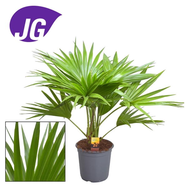 <h4>Livistona rotundifolia 3pp</h4>