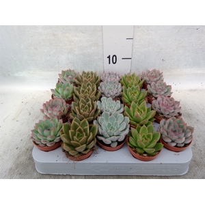 Echeveria   ...mix