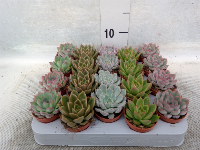 Echeveria   ...mix