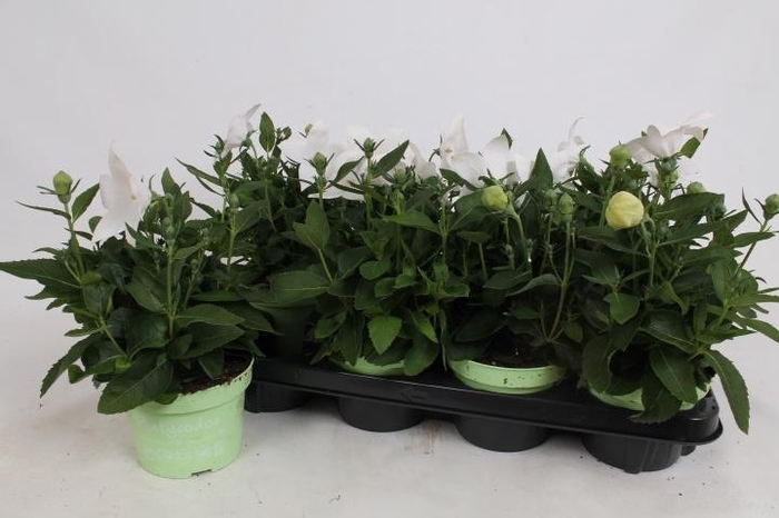 <h4>PLATYCO GR ASTRA WHI</h4>