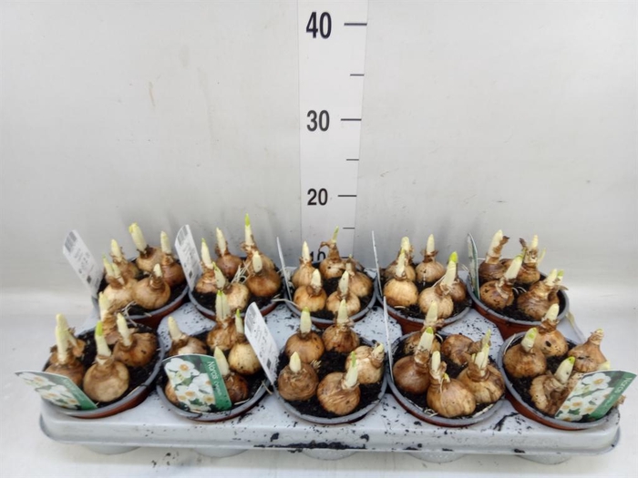 <h4>Narcissus taz. 'Geranium'</h4>