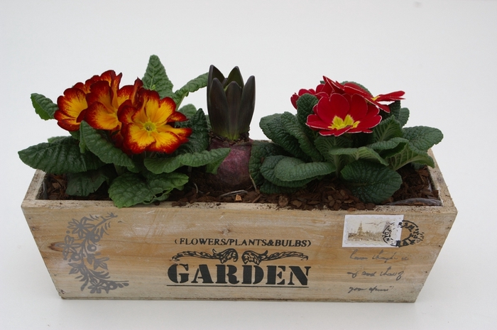 <h4>Primula Hout Kistje (2x Prim, 1x Hya)</h4>