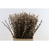 Salix Wilgenkatjes Taupe 70cm Pst