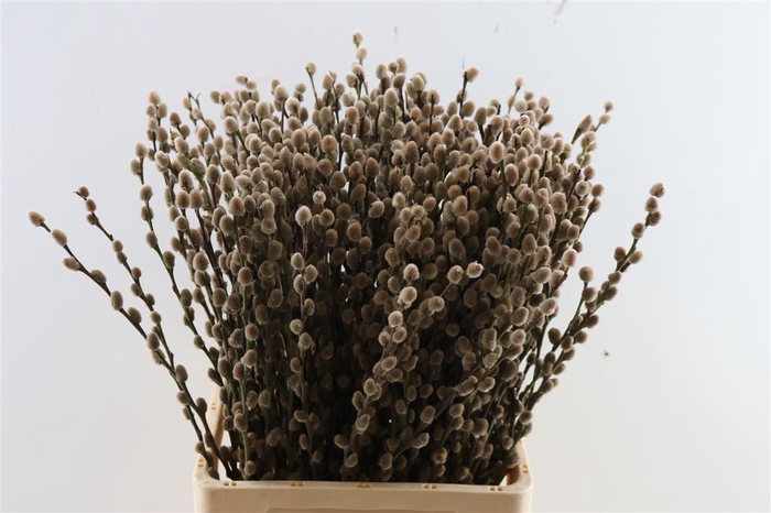 Salix Wilgenkatjes Taupe 70cm Pst