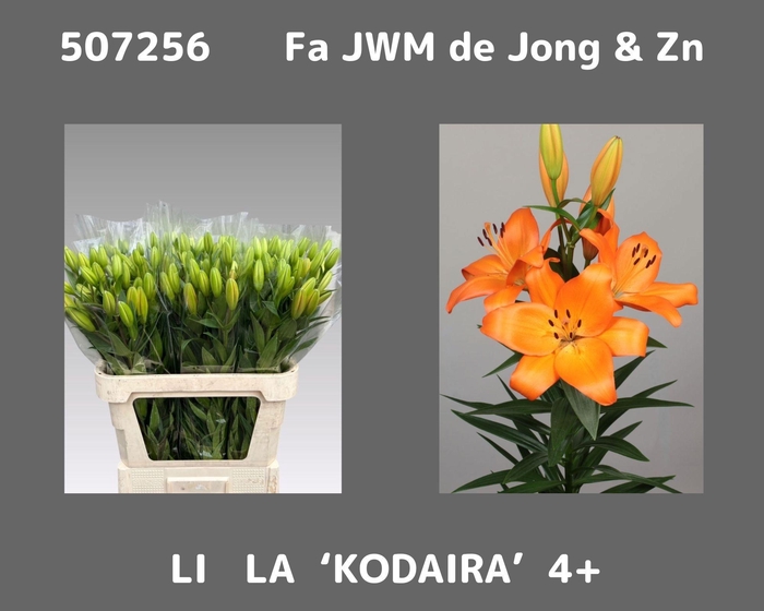<h4>LI LA KODAIRA</h4>