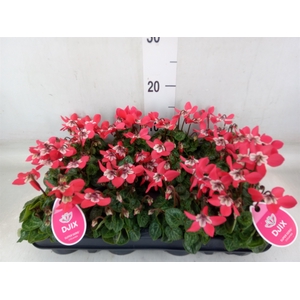 Cyclamen KL 'Djix'