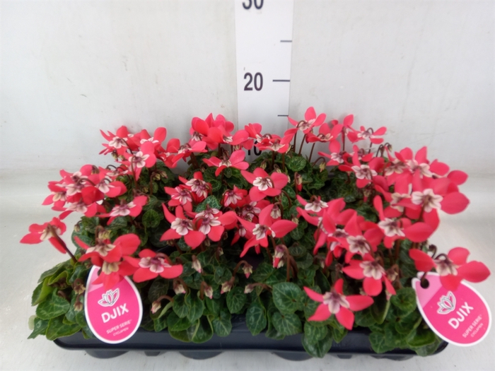 <h4>Cyclamen KL 'Djix'</h4>