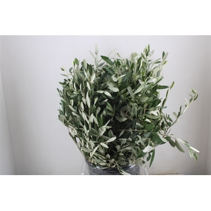 Olijf 400gr P Bunch