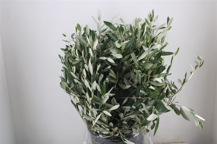 <h4>Olijf 400gr P Bunch</h4>